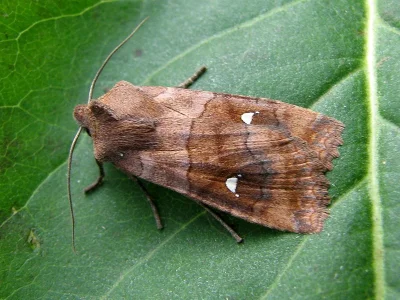 Eupsilia transversa