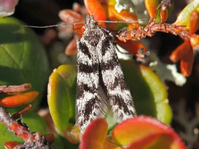 Prolita sexpunctella