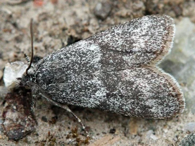 Polopeustis altensis