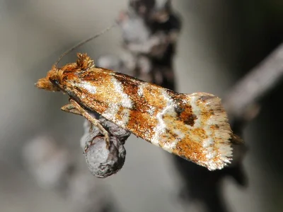 Aethes deutschiana