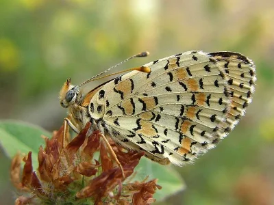 Melitaea interrupta