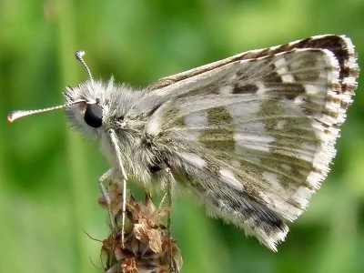 Pyrgus serratulae