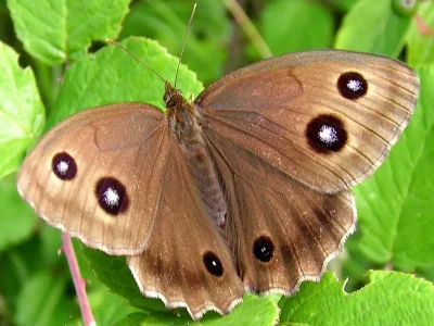 Minois dryas