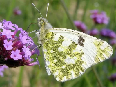 Euchloe (Euchloe) simplonia