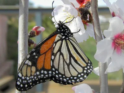Danaus (Danaus) plexippus