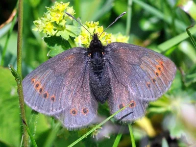 Erebia flavofasciata