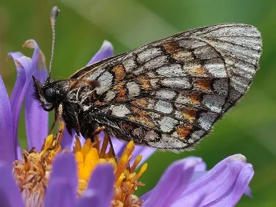 Melitaea (Mellicta) asteria