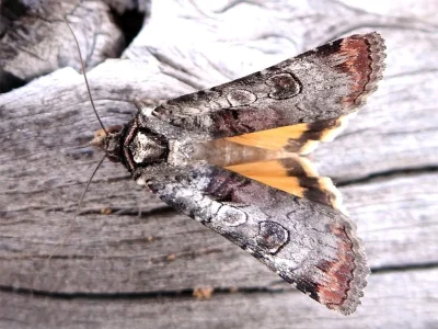 Epilecta linogrisea