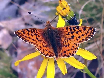 Boloria (Boloria) pales