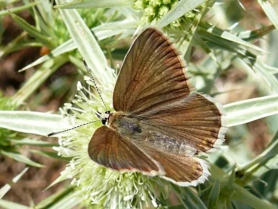 Polyommatus (Agrodiaetus) violetae