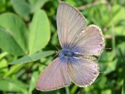 Leptotes pirithous