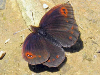 Erebia pronoe