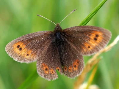 Erebia epiphron