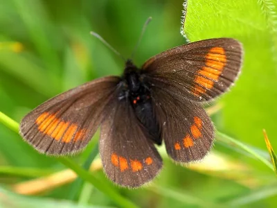 Erebia pharte