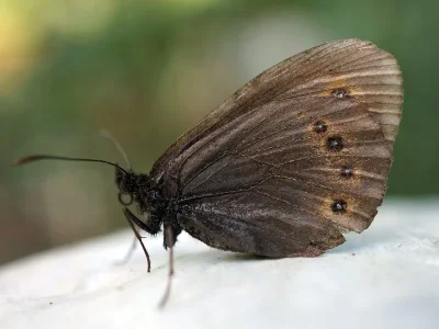 Erebia oeme