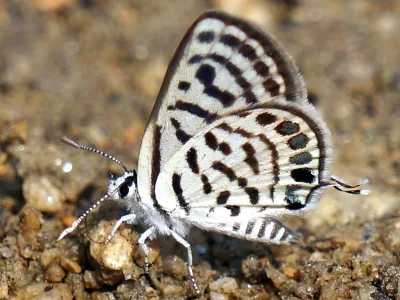 Tarucus balkanica