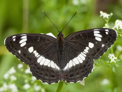 Limenitis camilla