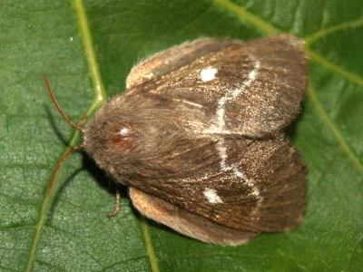Psilogaster loti