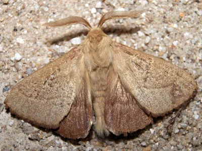 Lasiocampa (Pachygastria) trifolii
