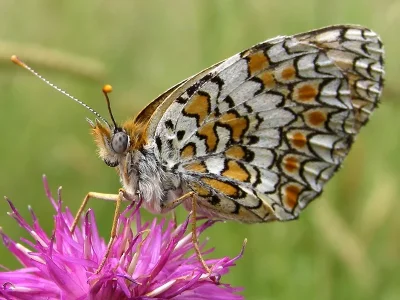Melitaea phoebe