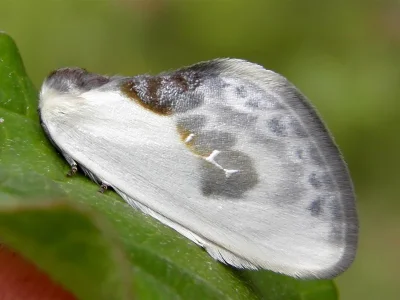 Cilix glaucata