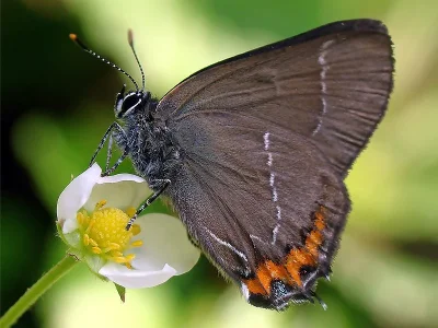 Satyrium (Strymonidia) w-album