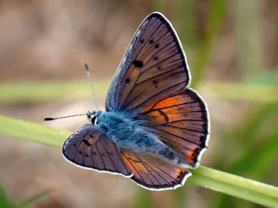 Lycaena (Thersamolycaena) alciphron