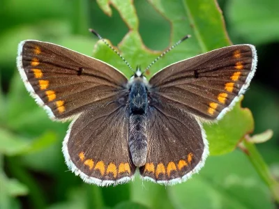 Aricia (Aricia) agestis