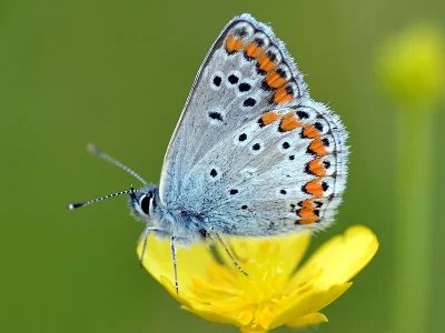 Aricia (Aricia) agestis