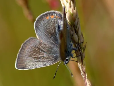 Plebejus (Lycaeides) idas