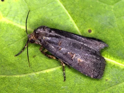 Stilbia faillae