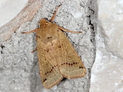 Agrochola (Anchoscelis) prolai