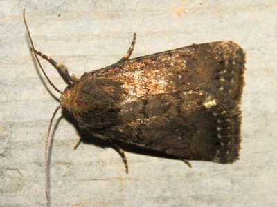 Caradrina (Boursinidrina) germainii