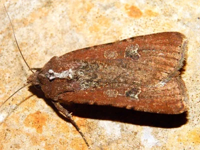 Peridroma saucia