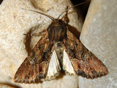 Mniotype occidentalis