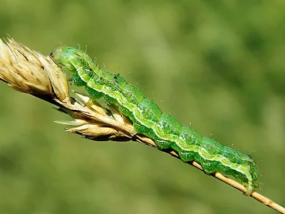 Helicoverpa armigera