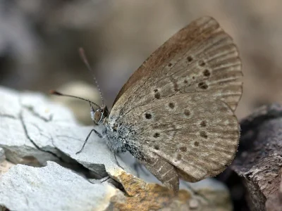 Zizeeria knysna