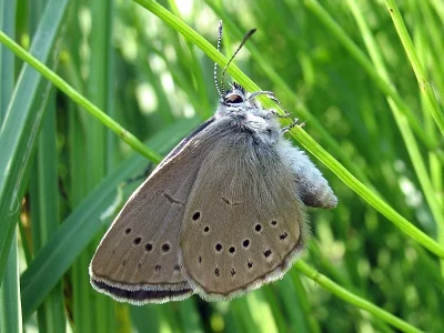 Phengaris teleius