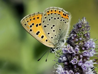 Lycaena (Heodes) candens