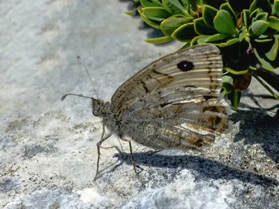 Pseudochazara beroe