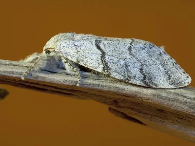 Calliteara pudibunda