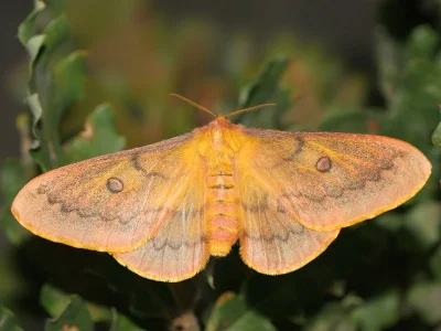 Saturnia (Perisomena) caecigena