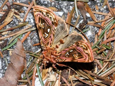 Panchrysia (Tetrargentia) v-argenteum