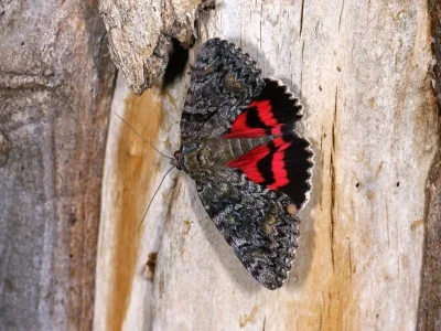 Catocala dilecta