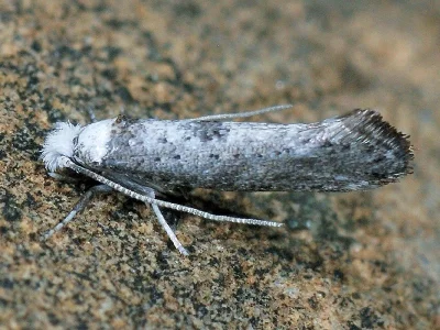 Paraswammerdamia albicapitella