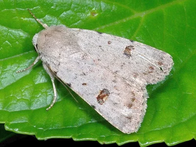 Caradrina (Platyperigea) kadenii
