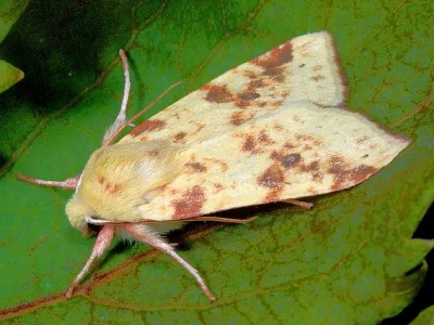 Xanthia (Cirrhia) icteritia