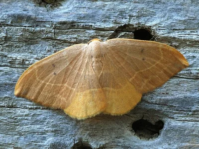 Watsonalla uncinula