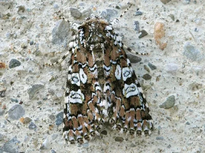 Lamprosticta culta