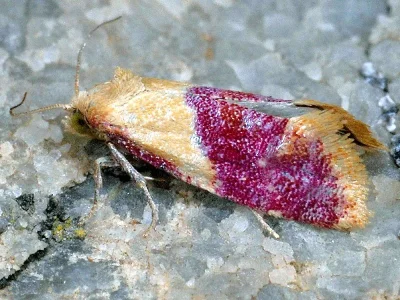 Diceratura ostrinana